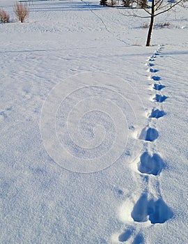 Trail blazer coyete  pawprints in the snow photo