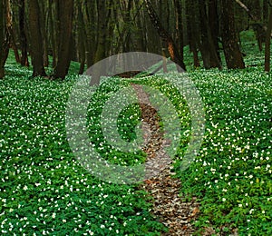 Trail in blossoming green forest, spring nature