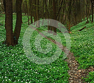 Trail in blossoming green forest, spring nature background