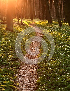 Trail in blossoming green spring forest, nature background