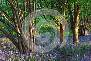 Trail through a bluebell wood in spring