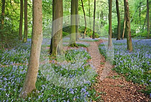 Trail through bluebell woods photo