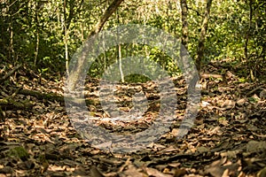 Trail in the bolivian jungle