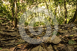 Trail in the bolivian jungle