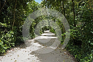 Trail at `Bosque da Freguesia`, Freguesia Forest Public Park