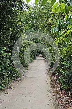 Trail at `Bosque da Freguesia`, Freguesia Forest Public Park, Rio