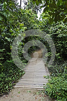 Trail at `Bosque da Freguesia`, Freguesia Forest Public Park, Rio