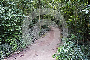 Trail at `Bosque da Freguesia`, Freguesia Forest Public Park, Rio