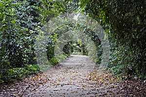 Trail at `Bosque da Freguesia`, Freguesia Forest Public Park, Rio