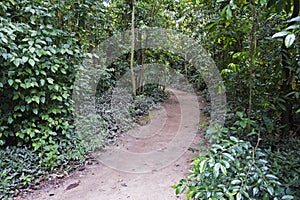 Trail at `Bosque da Freguesia`, Freguesia Forest Public Park, Rio photo