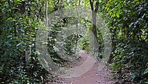 Trail at `Bosque da Freguesia`, Freguesia Forest Public Park, Rio photo