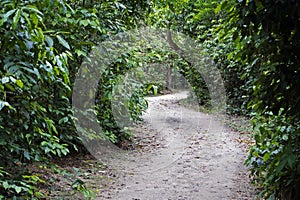 Trail at `Bosque da Freguesia`, Freguesia Forest Public Park, Rio photo