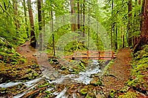 The trail and bridge to Sol Duc Falls, Olympic National Park, Wa photo