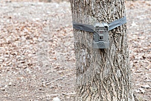 A trail camera strapped on a tree.