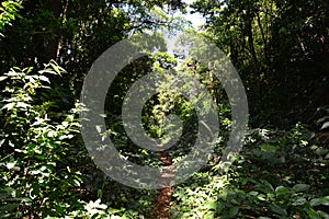 Trail in Capiro Calentura National Park, Trujillo, Honduras