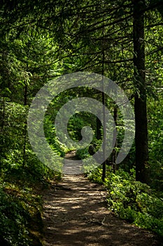 Trail in the Carpathian mountains of Ukraine. green Forest. walk