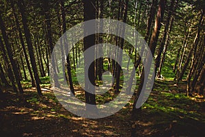 Trail in the Carpathian mountains of Ukraine. green Forest. walk