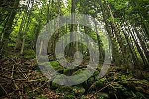 Trail in the Carpathian mountains of Ukraine. green Forest. walk