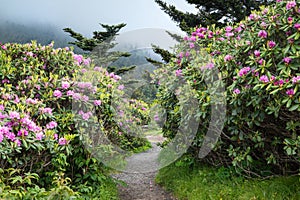 Trail Through Catawba Rhododendrons at Base of Roan Mountain