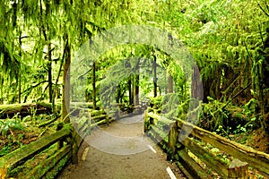 Trail through Cathedral Grove, Vancouver Island, Canada