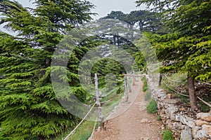 Trail in Cedar forest in Qadisha valley in Lebanon