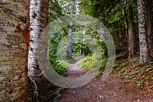 Trail of the Cedars and Avalanche Lake hike in Glacier National Park