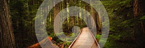 Trail of the Cedars in Glacier National Park, Montana