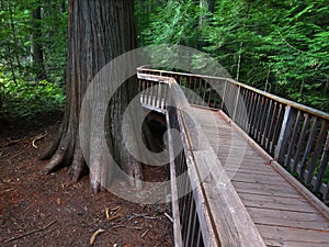 Trail of the Cedars - Glacier NP