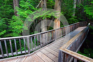 Trail of the Cedars - Glacier NP