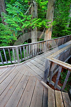 Trail of the Cedars in Montana