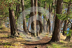 Trail in Coastal Douglas Fir and Arbutus Forest in Evening, Montague Provincial Park, Galiano Island, British Columbia, Canada