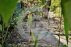 On the trail a Colaptes campestris bird walking