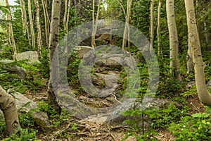 Trail in a Colorado Forest