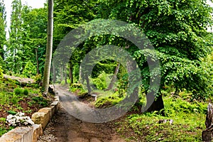 Trail in the colorful green spring forest in Poland. Magical path in summer. Piece of wild nature, scenic landscape. Nature