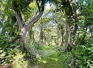 A trail in Cool Springs Nature Preserve on Lindaâs Loop photo