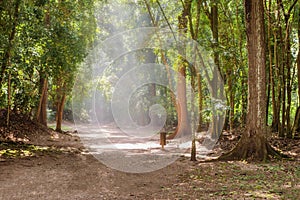 Trail in Copa Ruinas and the sunlight getting thru the trees.