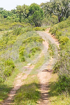 Trail in Cork tree forest and Esteva flowers Santiago do Cacem