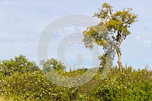 Trail with Cork tree forest and Esteva flowers in Vale Seco, San