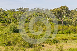 Trail with Cork tree forest and Esteva flowers in Vale Seco, San