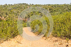 Trail with Cork tree forest and Esteva flowers in Vale Seco, San