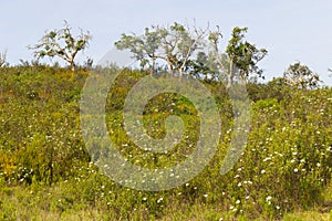 Trail with Cork tree forest and Esteva flowers in Vale Seco, San