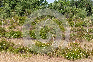 Trail with Cork tree forest and Esteva flowers in Vale Seco, San