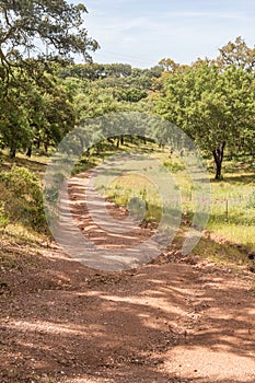 Trail in Cork tree forest Santiago do Cacem