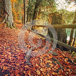 Trail covered fallen autumn leaves is lined with trees displaying colorful fall