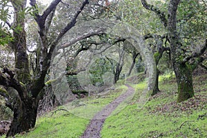 Trail crosses Bay Laurel forest at Almaden Quicksilver County Park photo