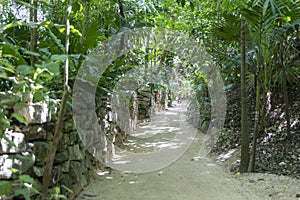Trail that crosses a tropical jungle with a stone path in the middle of the vegetation of the Xcaret park of the Mayan Riviera.