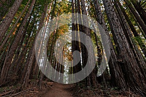 Trail crossing Coast Redwoods Painted in Sunset Colors