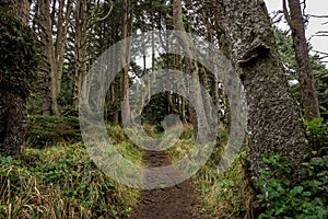 Trail Cuts Through Grassy Forest photo