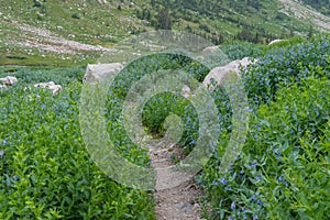 Trail Cuts Through Green Mertensia Wildflowers