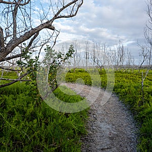 Trail Cuts Through Pickleweed